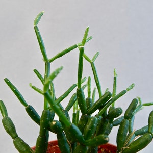 Rhipsalis Hatiora salicornioides, Drunkard's Dream Cactus, Bottle Cactus, Dancing Bones Cactus, Indoor Plant image 10