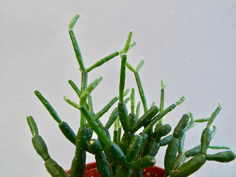 Rhipsalis Hatiora salicornioides, Drunkard's Dream Cactus, Bottle Cactus, Dancing Bones Cactus, Indoor Plant image 10
