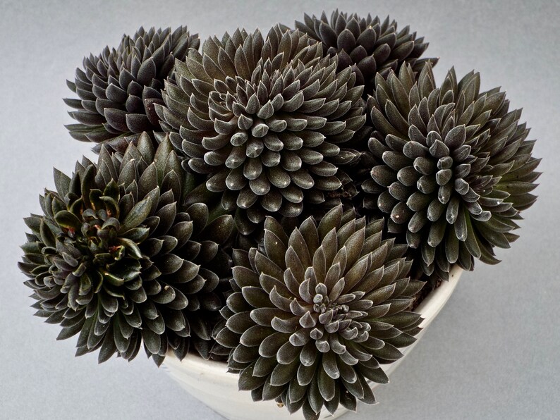 Succulent Sinocrassula Yunnanensis Chinese Jade Succulent Etsy