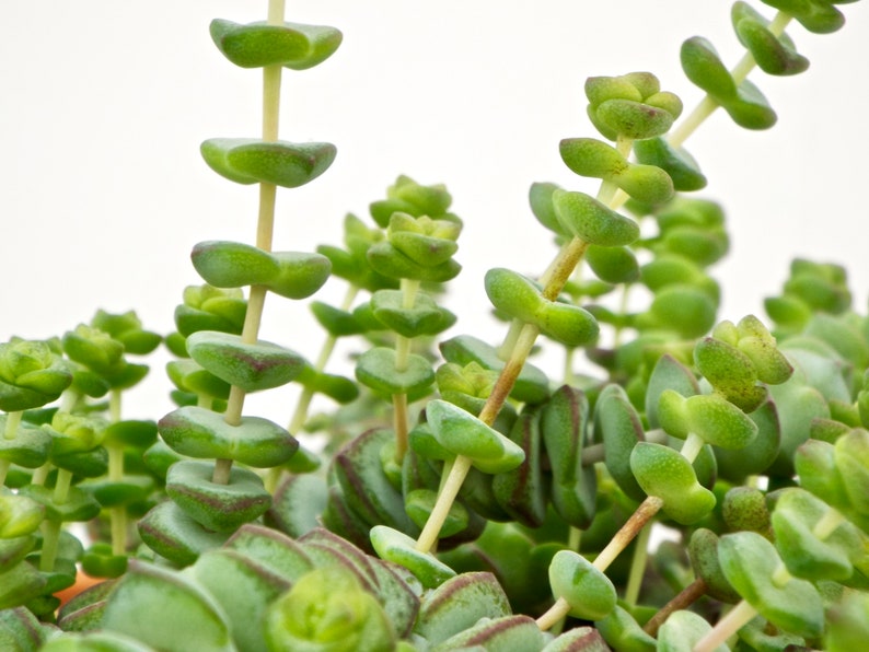 Succulent Jade Necklace Plant Crassula Marnieriana Etsy