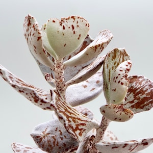 RARE Kalanchoe Rhombopilosa, Pies from Haven plant,  Bare rooted house plants, Succulent Cuttings