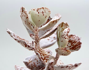 RARE Kalanchoe Rhombopilosa, Pies from Haven plant,  Bare rooted house plants, Succulent Cuttings