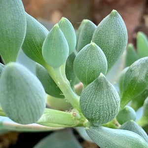 May include: Close-up of a succulent plant with fleshy, light green leaves. The leaves are clustered together and have a smooth, slightly textured surface.