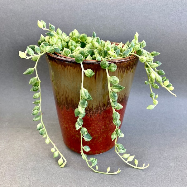 Rare variegated String of Beads Senecio herreianus variegata, cuttings, small plants in pots or bare rooted, Trailing Succulent, House Plant