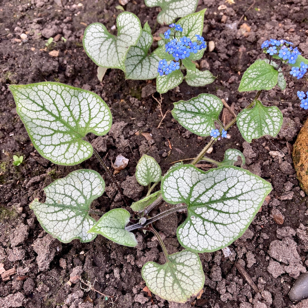 Brunnera 'jack Frost' Plant: Siberian Bugloss, Heartleaf (bare Rooted ...