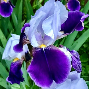 May include: Close-up of a purple and white iris flower with a yellow centre. The flower is in focus, while the background is blurred.