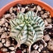 see more listings in the Euphorbia, cacti section