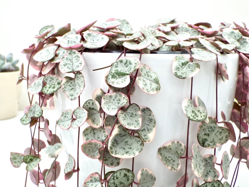 String of Hearts Variegated Rosary Vine Plant Ceropegia Etsy UK