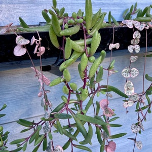 Senecio herreianus Purple Flash, Othonna capensis Ruby Necklace, String of Rubies, Trailing Succulent image 10