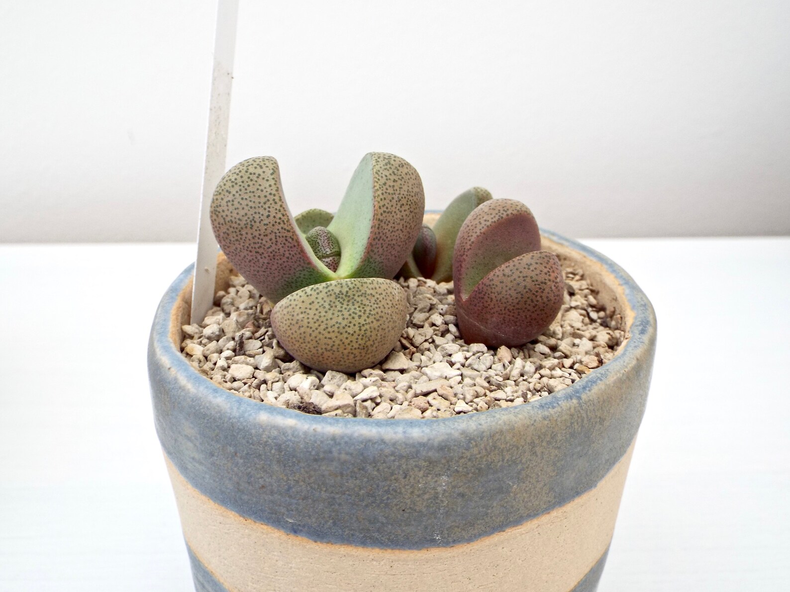 Lithops Soil Mix Mesembs Soil Germination Mixture Soil for Etsy