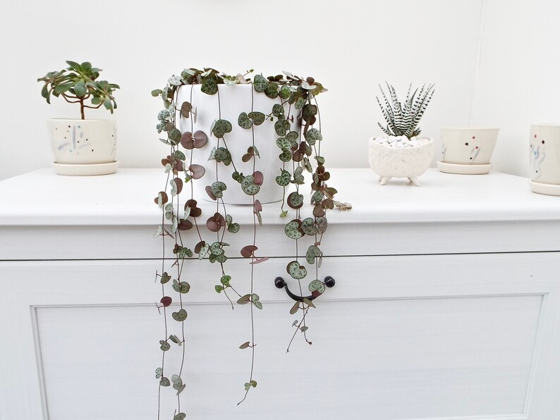 rosary vine string of hearts plant rosary vine string of hearts plant