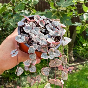 May include: A trailing plant with heart-shaped leaves that are a silvery green with pink edges. The plant is growing in a brown pot.