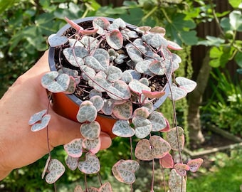 Variegated String of Hearts, Ceropegia Woodii Variegata, Rosary Vine, Cuttings and pots, Trailing Succulent