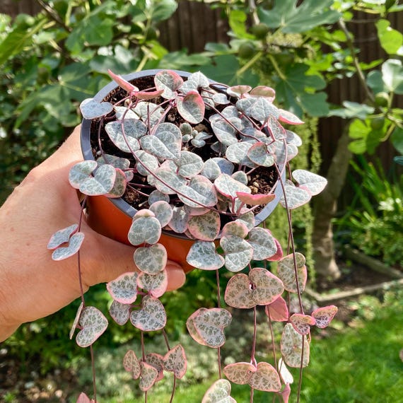 Variegated String of Hearts, Ceropegia Woodii Variegata, Rosary Vine,  Cuttings and Pots, Trailing Succulent - Etsy Finland