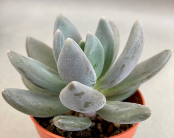 Pachyveria Kimnachii small plants and cuttings, live house plant