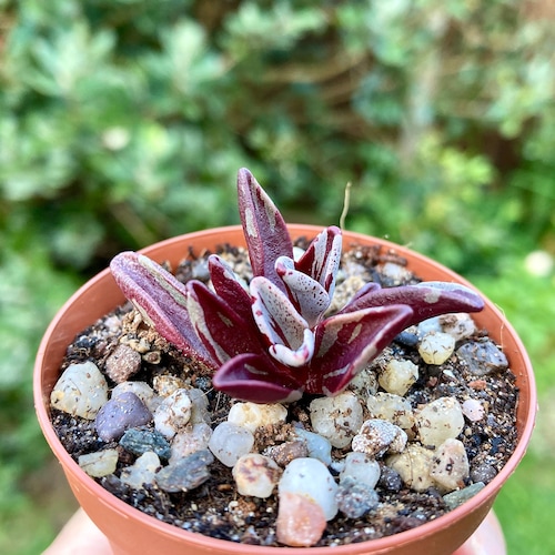 Hildewinteria Colademoninis Monkey Tails Multi Heads Cluster