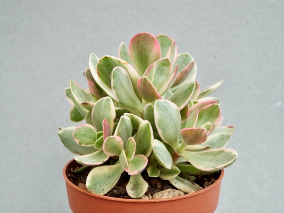 Crassula money Maker Crassula Swaziensis Variegata Small Plants