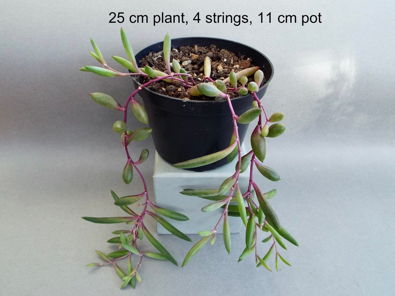 Senecio herreianus Purple Flash, Othonna capensis Ruby Necklace, String of Rubies, Trailing Succulent image 8