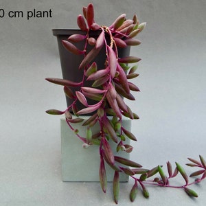 Senecio herreianus Purple Flash, Othonna capensis Ruby Necklace, String of Rubies, Trailing Succulent image 2