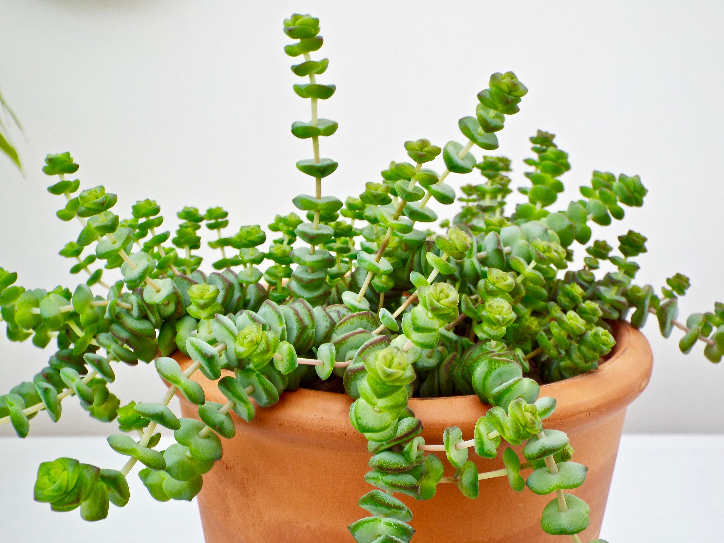 Succulent Jade Necklace Plant Crassula Marnieriana Etsy