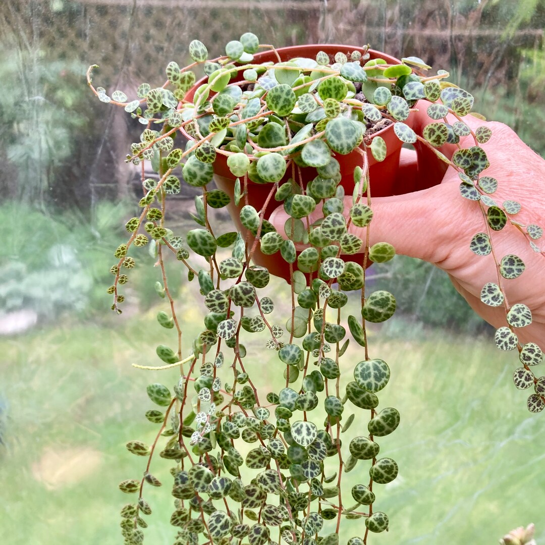 thumbnail image 2 of String Of Turtles Peperomia Prostrata Trailing Succulent House Plant Indoor Collection Stock Photo 2 of 11