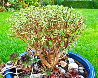 Crassula Sarcocaulis, Ready for Bonsai Well Established Plant - Etsy UK