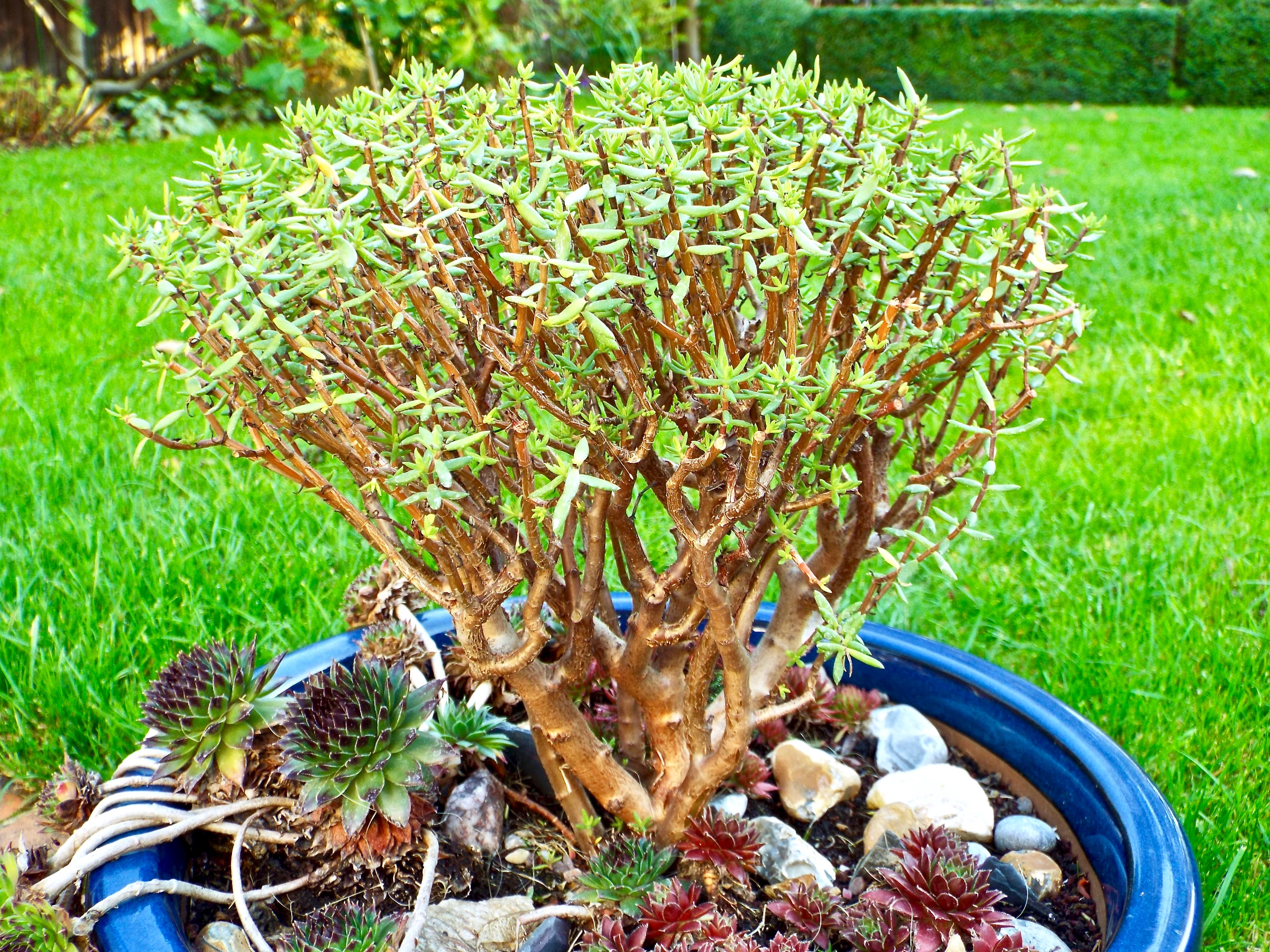 Succulents Crassula Sarcocaulis Bonsai Crassula Rare Etsy
