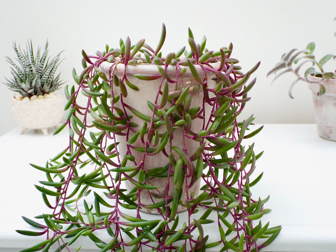 Senecio Herreianus Purple Flash, Othonna Capensis Ruby Necklace