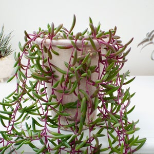 Senecio herreianus Purple Flash, Othonna capensis Ruby Necklace, String of Rubies, Trailing Succulent image 1