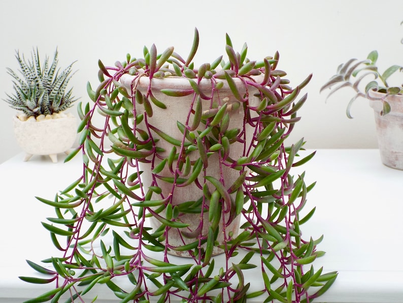 Senecio herreianus Purple Flash, Othonna capensis Ruby Necklace, String of Rubies, Trailing Succulent image 1