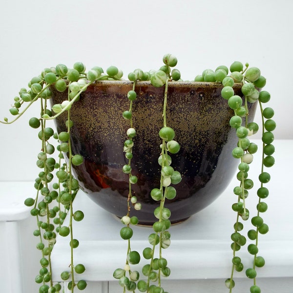 Variegated String of Pearls Senecio rowleyanus variegated, Potted plants, Cuttings, Rooted Cuttings, Trailing Succulent, House Plant