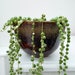 see more listings in the Trailing succulents section