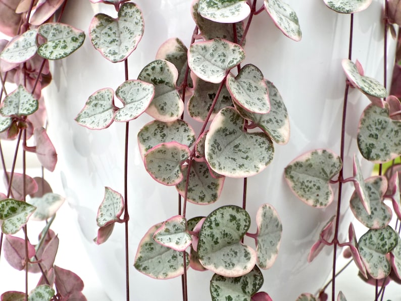 rosary vine string of hearts plant rosary vine string of hearts plant