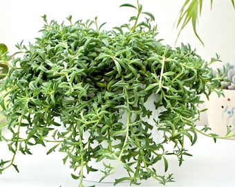 Dolphin Plant Senecio Peregrinus, Dolphin Necklace, Dolphin Chain, Cuttings, Trailing Succulent, Live Plant, House Plant