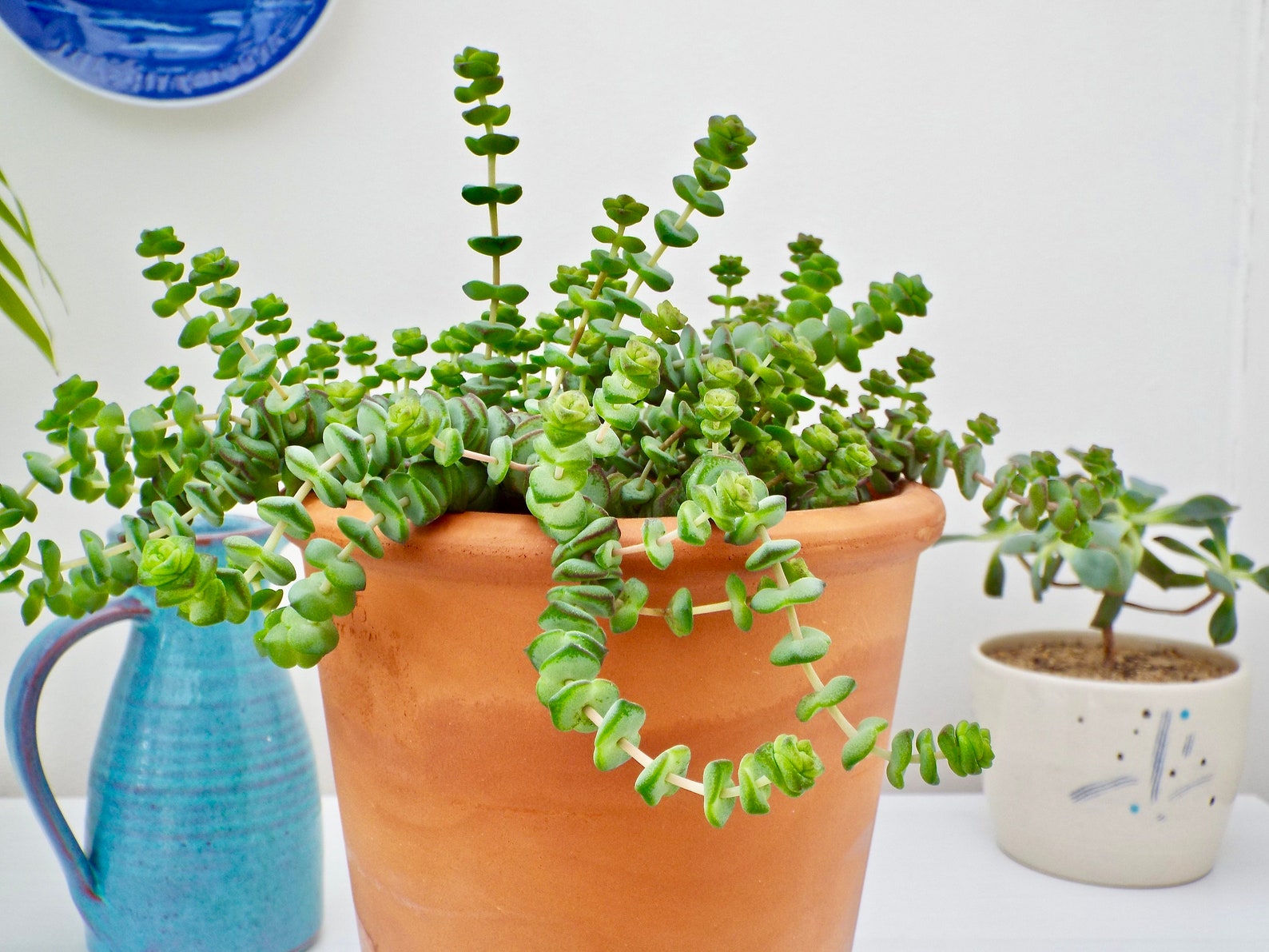 Succulent Jade Necklace Plant Crassula Marnieriana Etsy UK