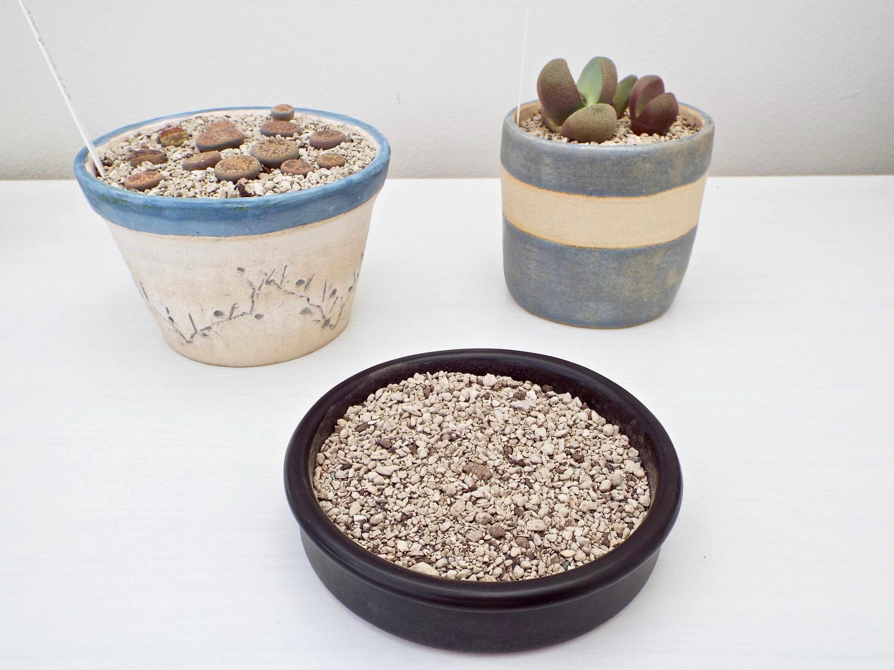 Lithops Soil Mix Mesembs Soil Germination Mixture Soil for Etsy UK
