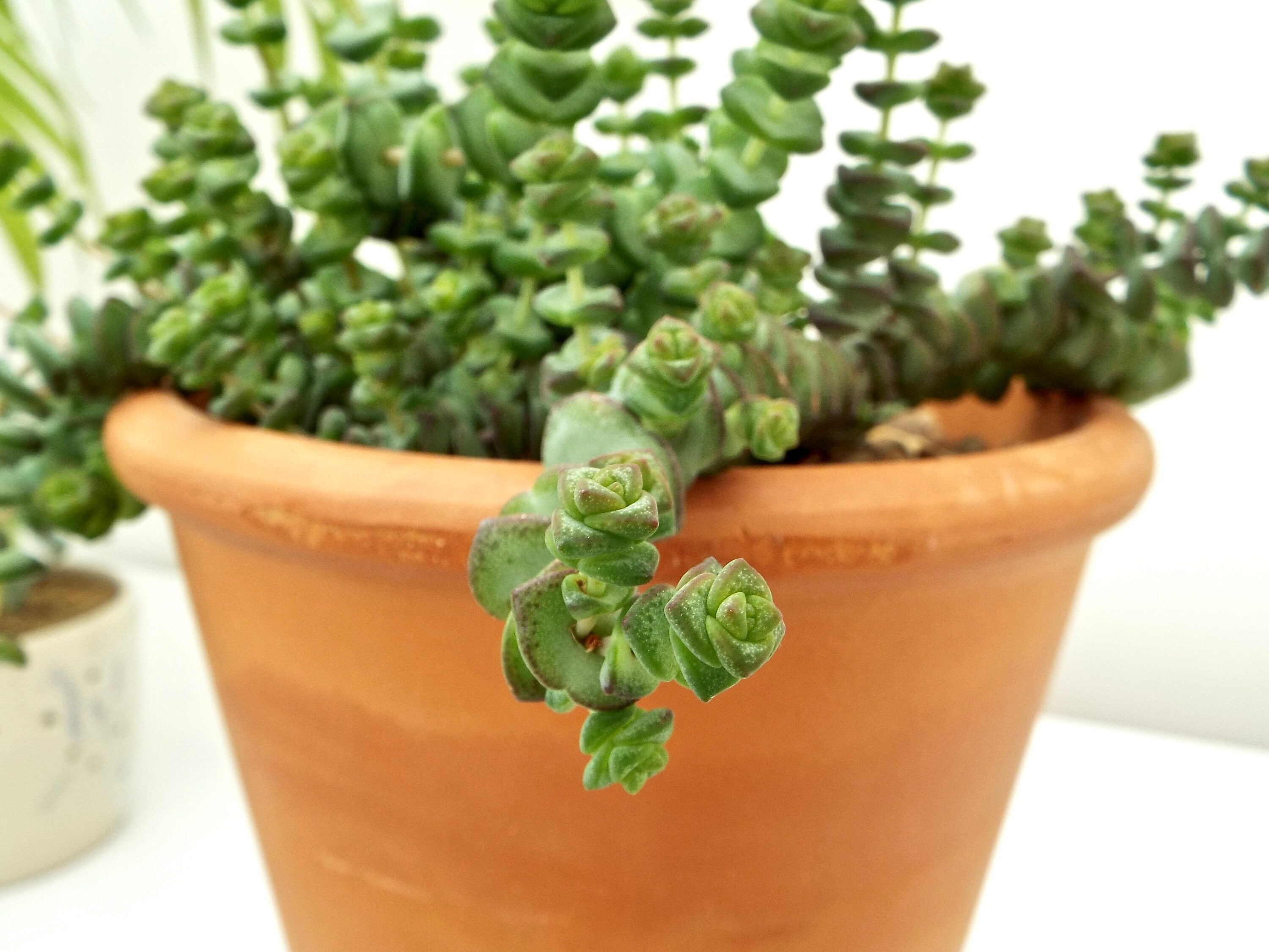 Succulent Jade Necklace Plant Crassula Marnieriana Etsy