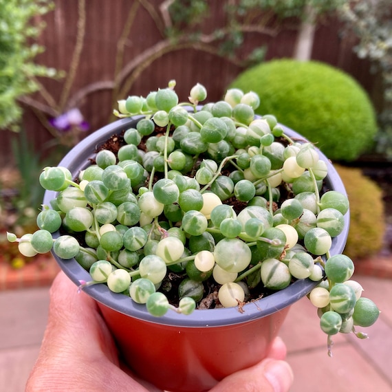 Buy Variegated String of Pearls, Senecio Rowleyanus Variegata, Trailing  Succulent House Plant, Cuttings, Rooted Cuttings and Potted Plants Online  in India - Etsy