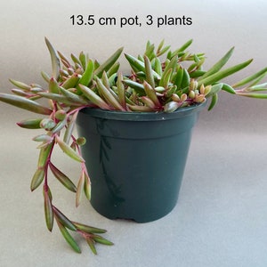 Senecio herreianus Purple Flash, Othonna capensis Ruby Necklace, String of Rubies, Trailing Succulent image 5