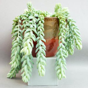 May include: A succulent plant with long, trailing stems and light green leaves grows in a brown and orange ceramic pot. The pot is sitting on a white pedestal.