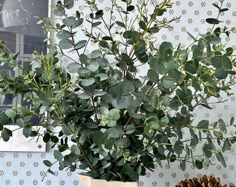 Fresh eucalyptus bunches, eucalyptus shower bunches, flowers arrangement, eucalyptus for vase, eucalyptus decor