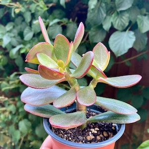 Crassula Sunset Magic Variegated Jade plant, Crassula ovata variegata, Lucky Plant, Money Plant, Live Plant, House Plant