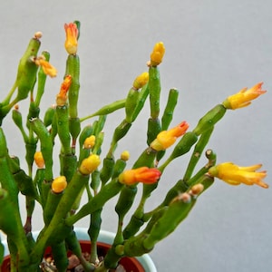 Rhipsalis Hatiora salicornioides, Drunkard's Dream Cactus, Bottle Cactus, Dancing Bones Cactus, Indoor Plant image 1