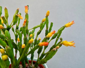 Rhipsalis Salicornioides, Hatiora, Drunkard's Dream cactus, Small bare rooted plants, Indoor epiphytic cactus