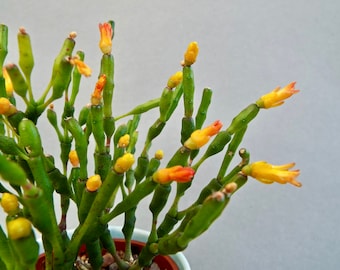 Rhipsalis Hatiora salicornioides, Drunkard's Dream Cactus,  Bottle Cactus, Dancing Bones Cactus, Indoor Plant