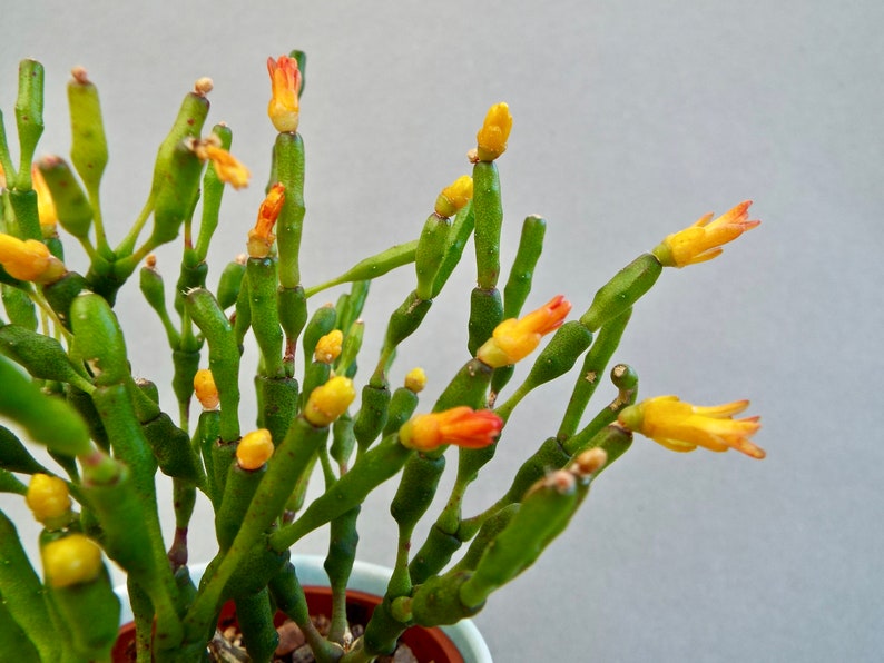 Rhipsalis Hatiora salicornioides, Drunkard's Dream Cactus, Bottle Cactus, Dancing Bones Cactus, Indoor Plant image 1