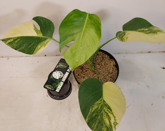 Monstera Marmorata Aurea Yellow Variegated 4 Leaf Real Picture