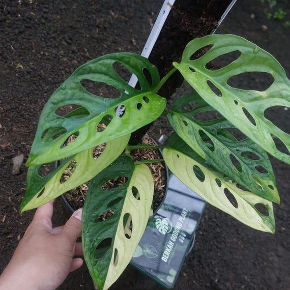 philodendron pink princess uk Philodendron erubescens Pink Princess | Houseplants main image 1