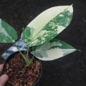 May include: A potted plant with large, variegated leaves. The leaves display a mix of white and green patterns. The plant is in a small black pot filled with brown potting mix. The background is a blurred, dark surface.