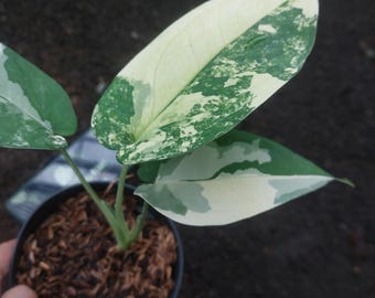 Echtbild Syngonium Chiapense Albo Bunt